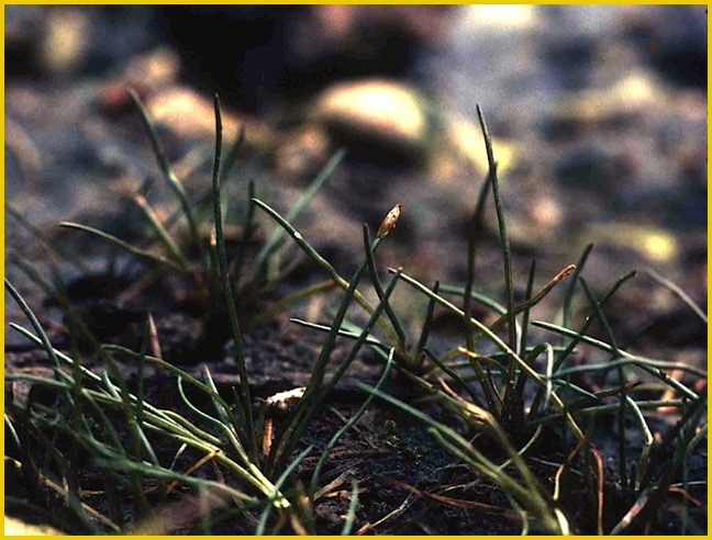 Eleocharis parvula R Avon Devon Aug 1998 - 2a crop sm